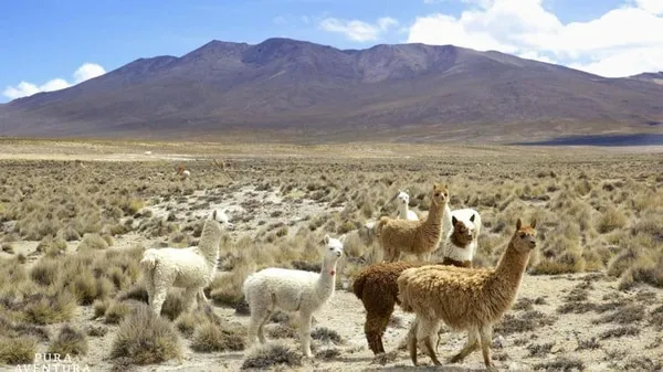 Arequipa-alpacas-ola-de-frio-2