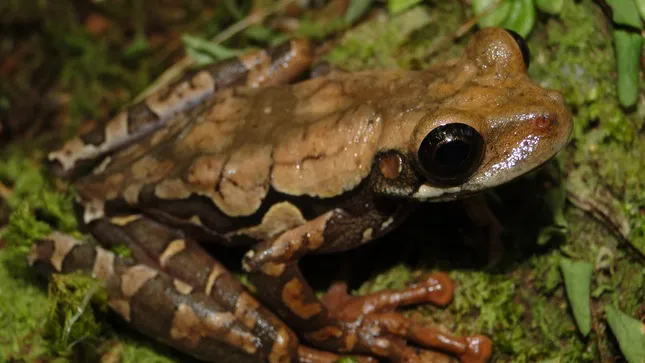 DESCUBREN NUEVA ESPECIE DE RANA EN OXAPAMPA EN PERÚ