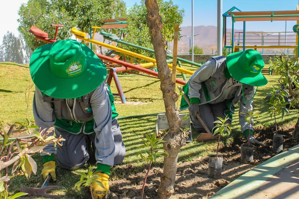 yarabamba reforestación