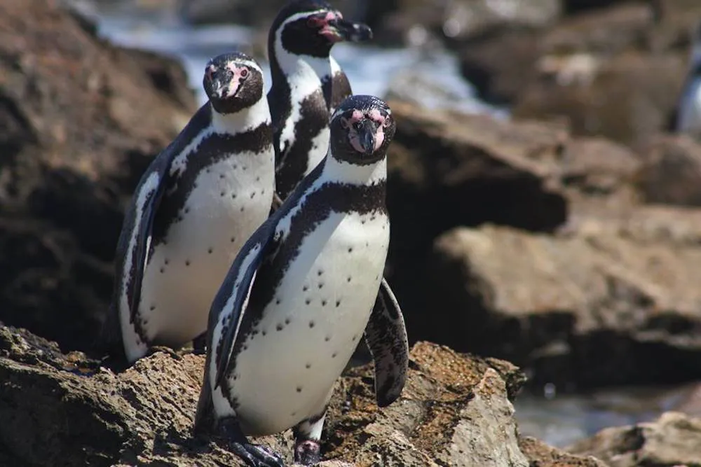pinguinos-adultos