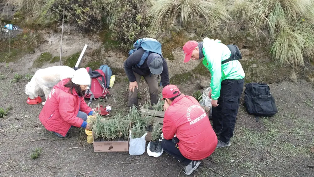 Club de Andinismo sembró 100 queñuales en las faldas del Misti