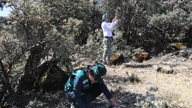 Inician estudios biológicos para postular al bosque del Pichu Pichu en la lista sectorial de ecosistemas frágiles