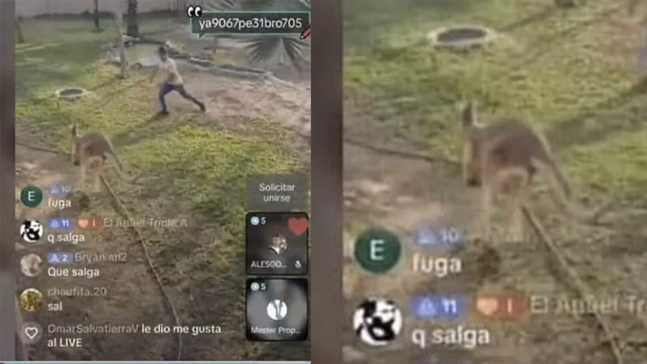paruq eleyendas