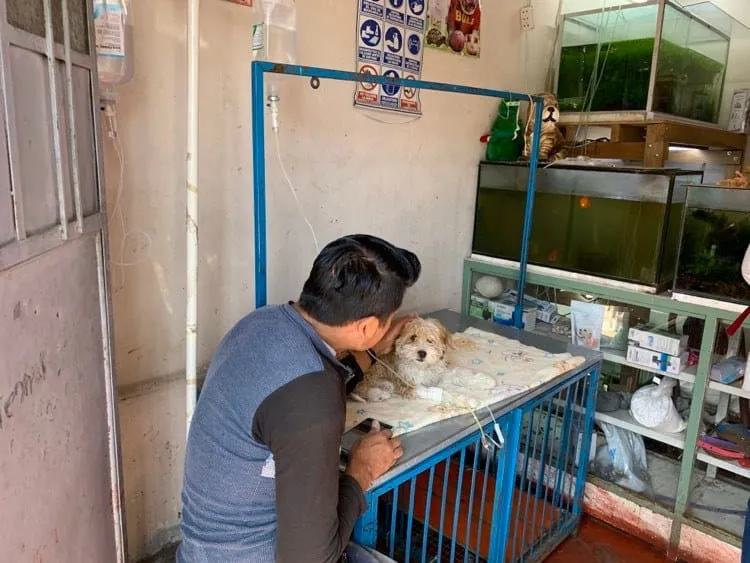 Veterinarias Paucarpata