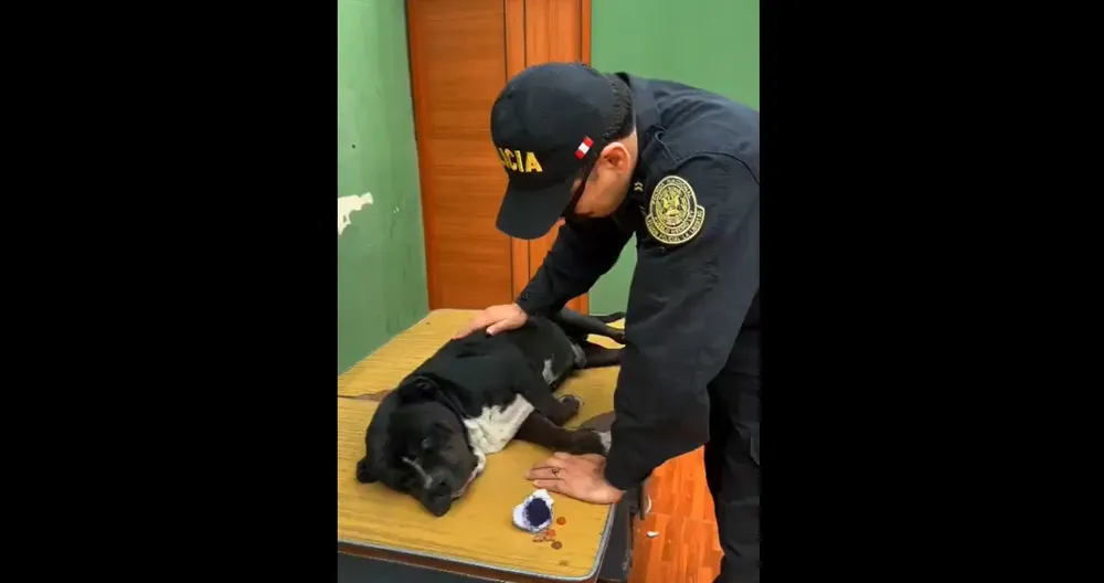 perrito