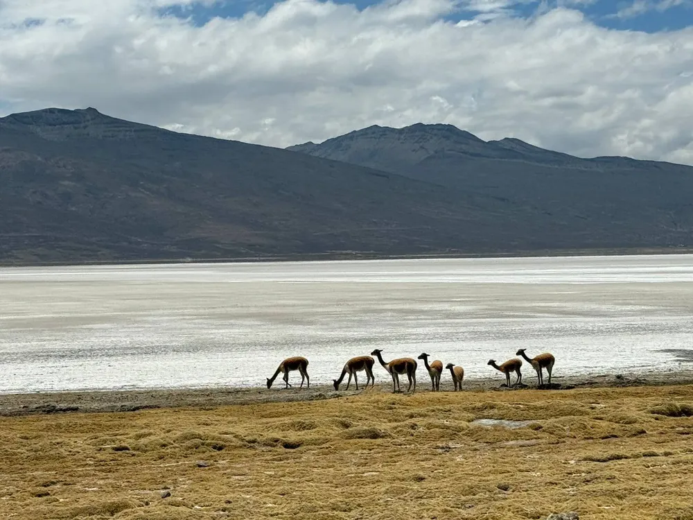 vicuñas arequipa)