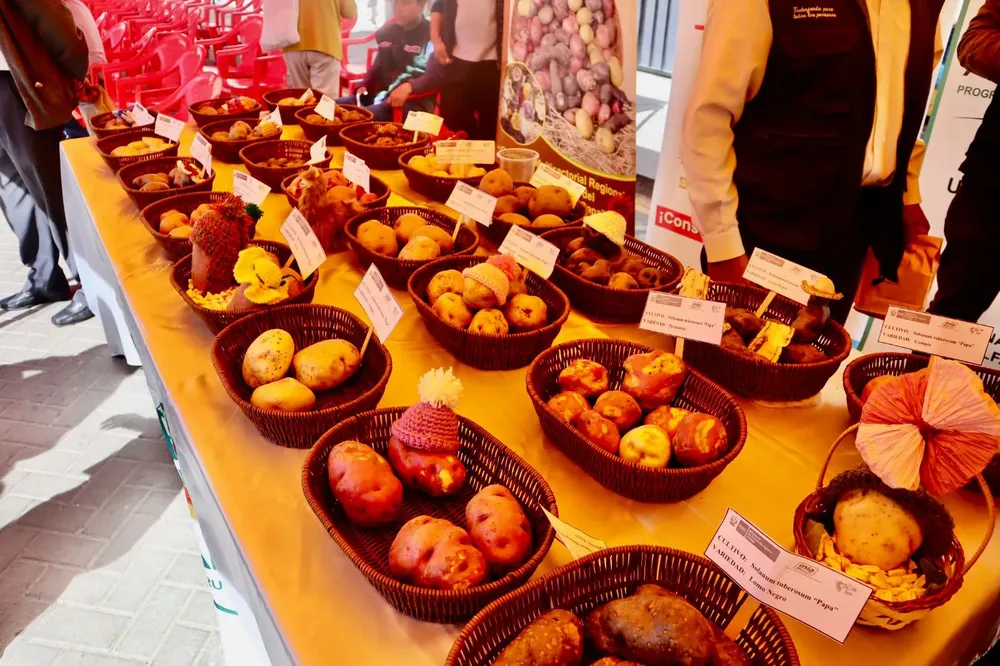 MÁS DE 50 AGRICULTURES PARTICIPARÁN EN FERIA ITINERANTE EN CAYMA