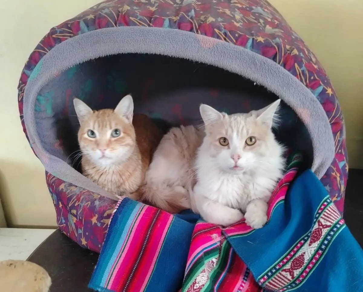 db72b783-ae3e-4b7c-9313-a7f226d6c69c