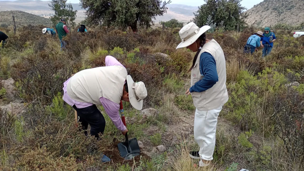Siembran 500 árboles de queñua en el bosque del volcán Pichupichu