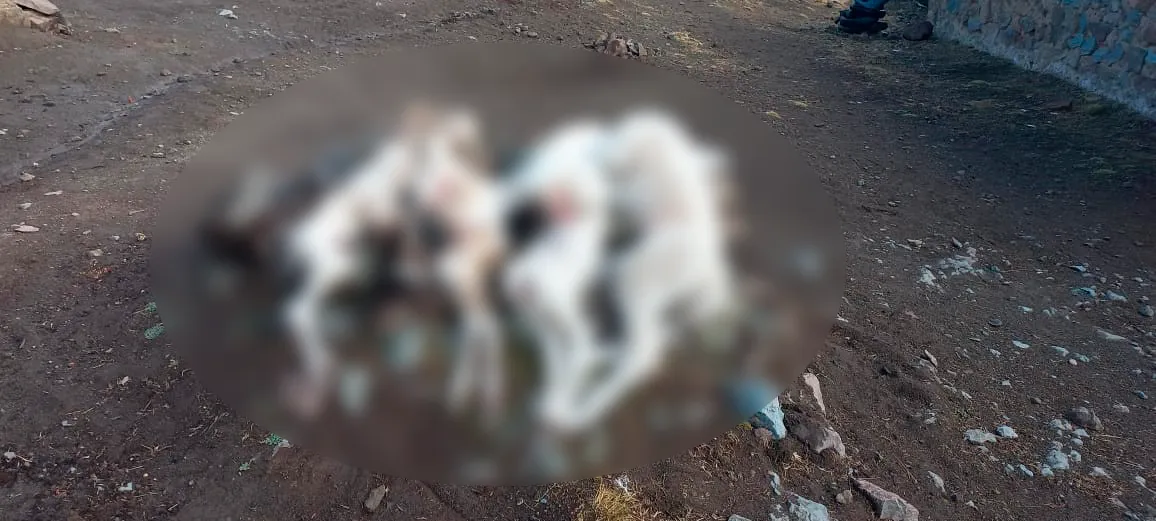 WhatsApp Image 2026-01-14 at 12.39.14 PM