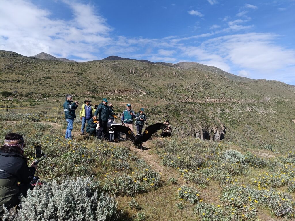 Liberación se realizó en el mirador del Cura, Cañón del Colca, en Caylloma